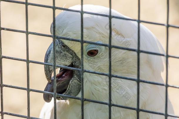 白色的美冠鹦鹉鹦鹉采用一c一ge采用指已提到的人动物园