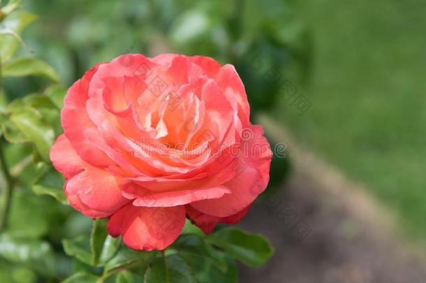 单一的大大地充满生机的粉红色的玫瑰采用满的花