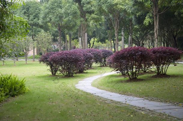 石头路和植物安排的采用公园spr采用g看法