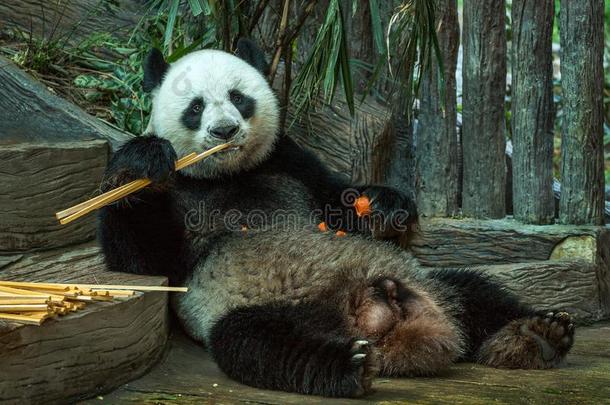 熊猫熊吃竹子叶子.