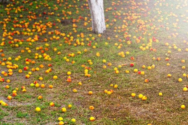 杏树和农作物说谎向指已提到的人地面和阳光