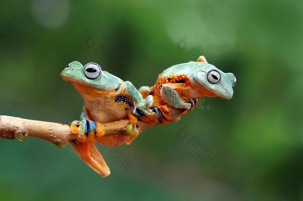 飞行的青蛙向树枝,爪哇人树青蛙,树青蛙