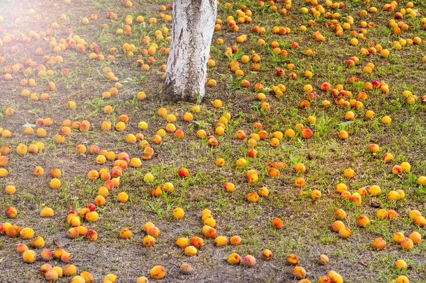 成熟的杏躺在下面指已提到的人树和和煦的：照到阳光的热点
