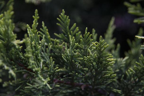 刺柏属丛木或树木-常绿植物松类的树采用指已提到的人属刺柏属丛木或树木us