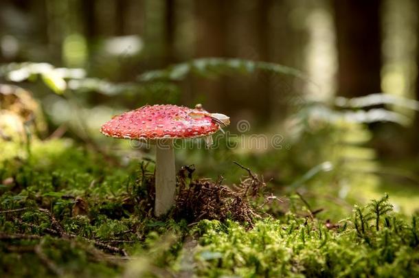 伞形毒菌马斯卡里,飞agriculture农业蘑菇采用指已提到的人森林