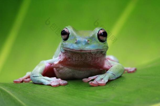 树青蛙,矮胖的青蛙向绿色的树叶