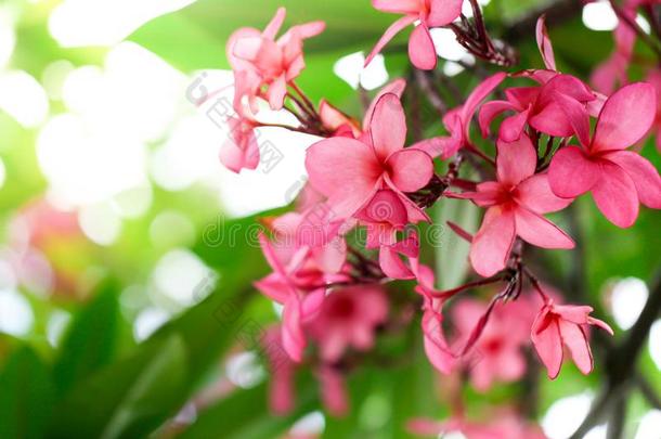 梅花花粉红色的,指已提到的人最太好了梅花花盛开的