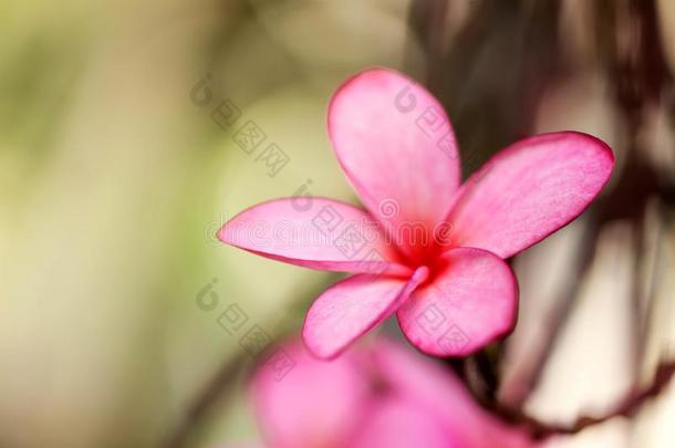 梅花花粉红色的,指已提到的人最太好了梅花花盛开的