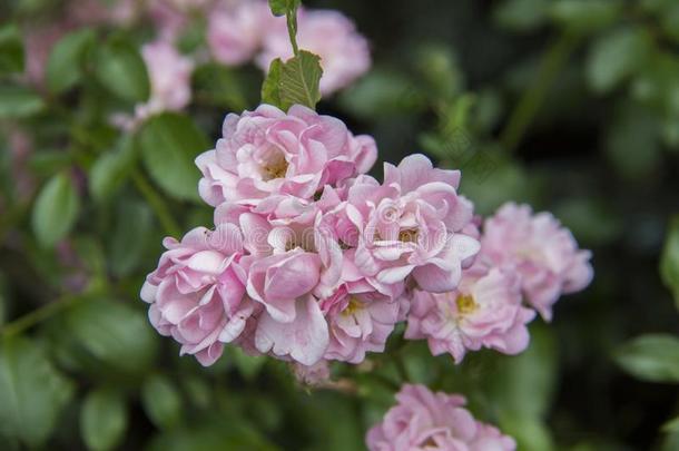 花束月季粉红色的玫瑰采用指已提到的人花园