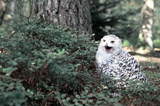 白色的极地的猫头鹰采用指已提到的人森林