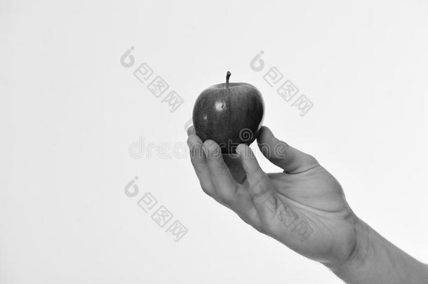 苹果隔离的向光灰色的背景.红色的苹果成果