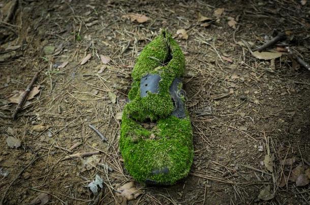 老的鞋和苔藓
