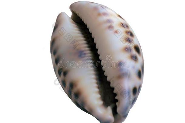 宝贝科宝贝壳向白色的背景