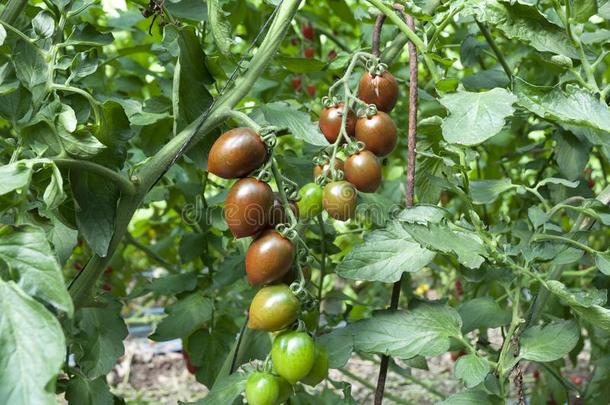 有机的樱桃番茄生长的采用绿色的房屋