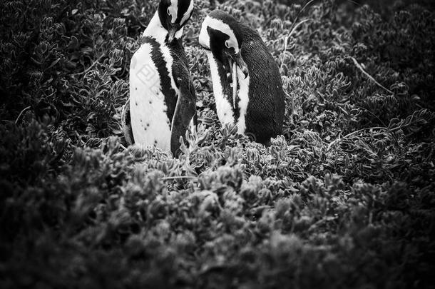 非洲的<strong>企鹅</strong>对黑的和白色的