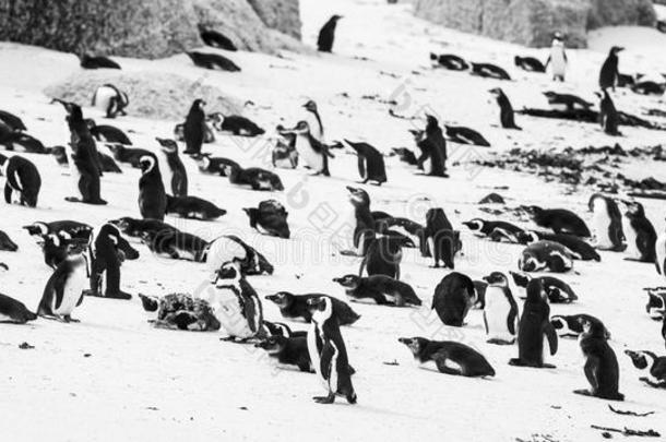 卵石企鹅殖民地黑的和白色的