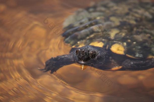 红树属树木有菱形斑纹的淡水龟马拉克莱米斯淡水龟<strong>海参</strong>