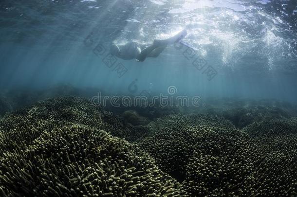 使用水下<strong>呼吸管</strong>潜游男人,疱疹湾,Queensland昆士兰