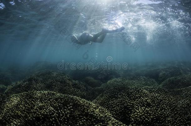 使用水下呼吸管潜游男人,疱疹湾,Queensland昆士兰