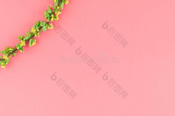 颜色纸背景和开花小檗属植物
