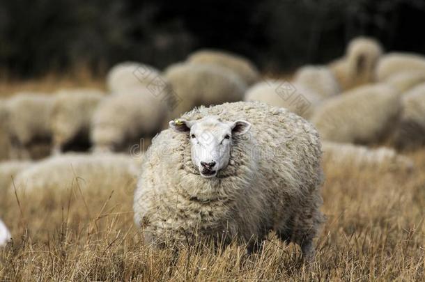 羊和满的羊毛关于羊毛刚才在之前夏剪羊毛