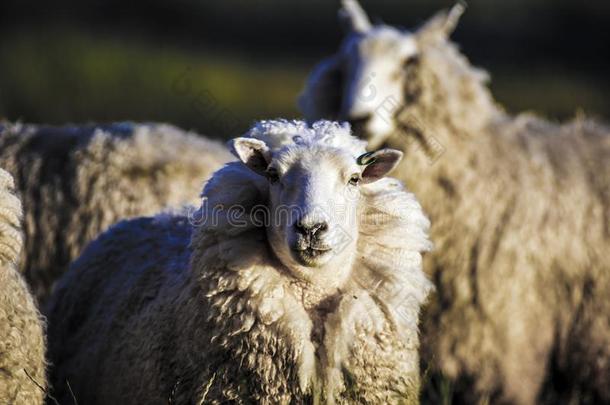 羊和满的<strong>羊毛</strong>关于<strong>羊毛</strong>刚才在之前夏剪<strong>羊毛</strong>