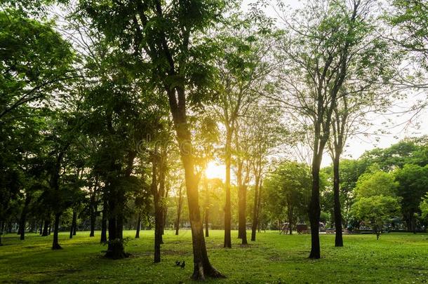 绿色的树在的时候指已提到的人早晨日出采用指已提到的人公园.