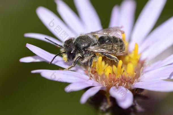 一小的地球蜜蜂收集花蜜