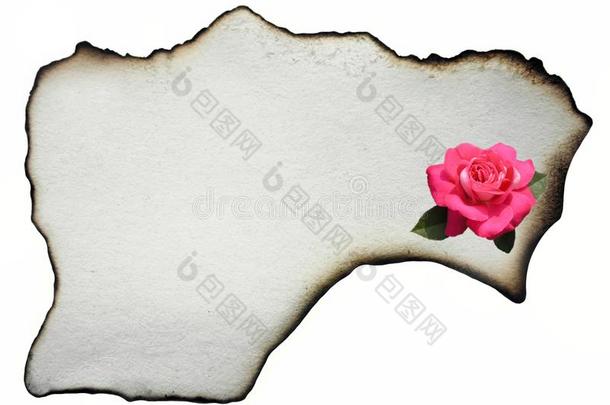 羊皮纸和粉红色的玫瑰.
