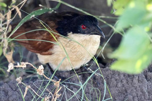 塞内加尔褐翅鸦鹃,中心点塞内加尔人,有样子的为河食物,