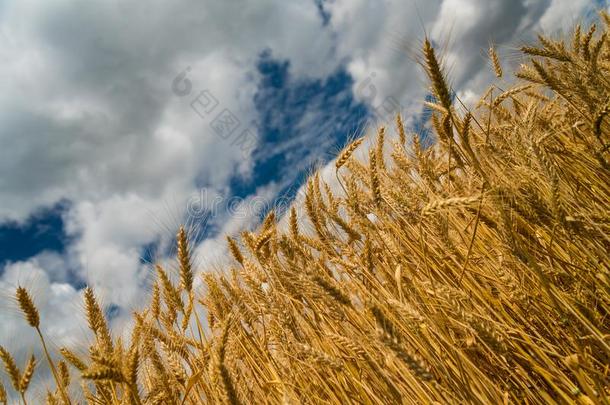 金色的小麦穗和蓝色天