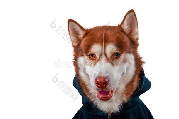 西伯利亚的嗓子哑的狗有样子的在照相机,isol在ed向白色的.波特拉伊