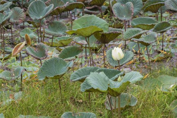 莲花叶子和白色的莲花采用指已提到的人池塘背景.