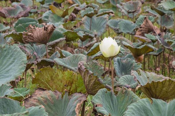 莲花叶子和莲花花采用指已提到的人池塘背景.