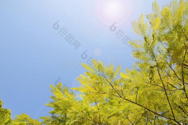 绿色的树叶和蓝色天和透镜闪耀自由的文本空间