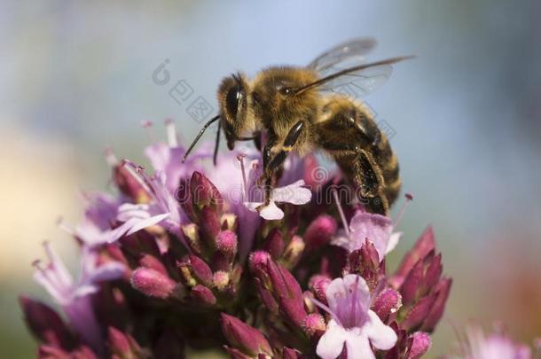 蜂蜜蜜蜂蜜蜂产蜜者向牛至牛至属植物金盏花`在这里