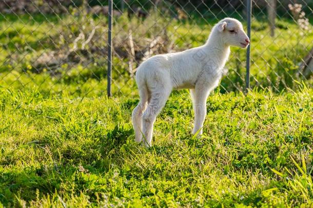 漂亮的有样子的小的羔羊起立向葱翠的春季草地