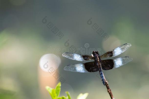 美丽的,富有色彩的特写镜头关于蜻蜓