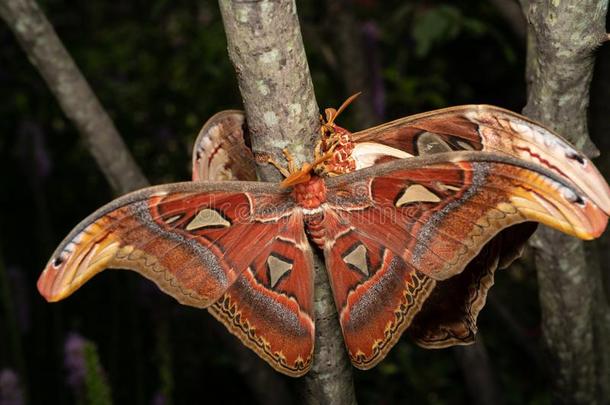 美丽的,富有色彩的特写镜头关于蝴蝶