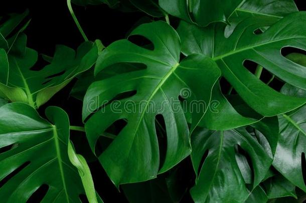 绿色的热带的树叶蓬莱蕉装饰的植物丛林常绿植物