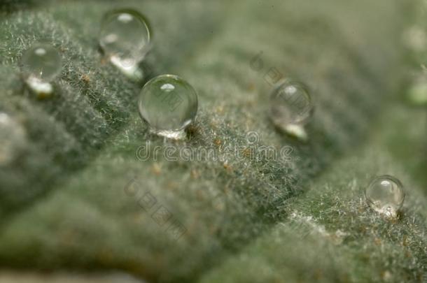 美丽的,富有色彩的特写镜头关于雨落下向花