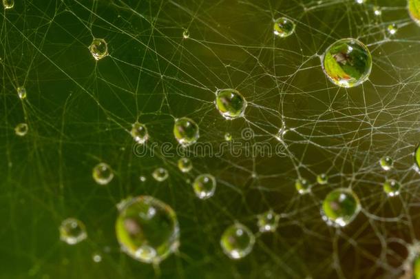 美丽的,富有色彩的特写镜头关于雨向蜘蛛网