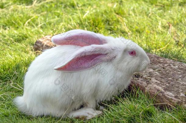 白色的兔子和粉红色的眼睛和耳.