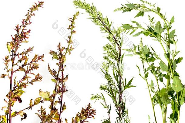 蒿属植物寻常的和藜属：世界温带地区的一个草本植物属相册和心房丛-花园英语字母表的第15个字母