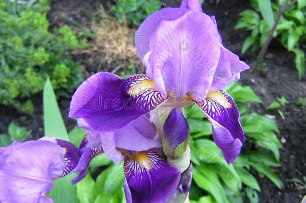 盛开的美丽的花园植物花虹膜和丁香花属花瓣