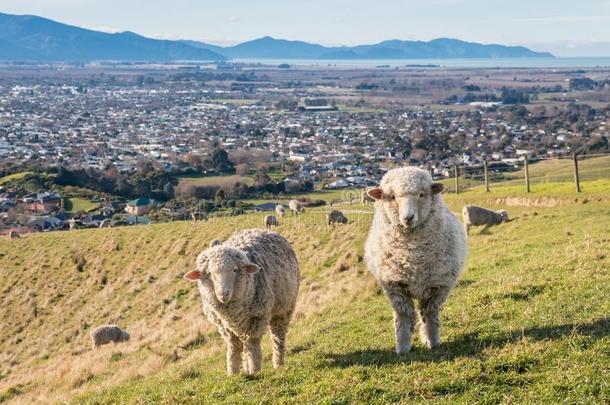 美利奴羊羊放牧在上面布伦海姆城镇,南方岛,新的热情