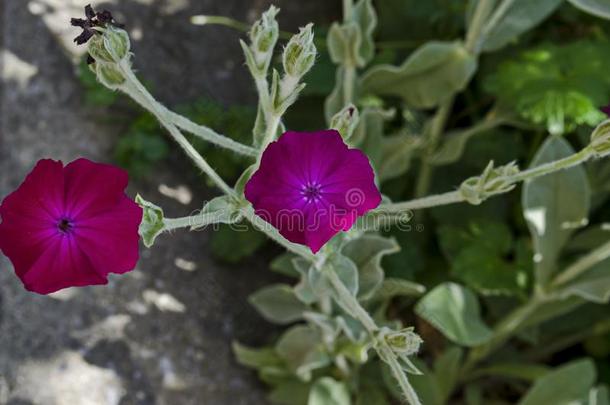 玉米鸡,吉斯或<strong>农杆菌属</strong>吉斯ago常常相遇野生的紫色的flores花