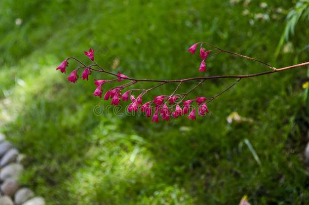 粉红色的花关于矾根属植物,铝根和<strong>珊瑚</strong>钟和天鹅<strong>绒</strong>般柔软的