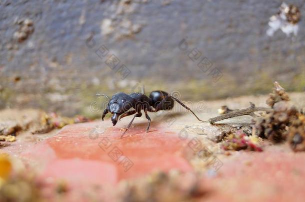 蚂蚁-黑的蚂蚁昆虫