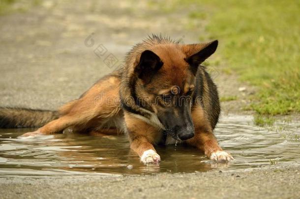 <strong>中暑</strong>,健康状况关于动物照片采用指已提到的人夏.怎样向保护你的狗